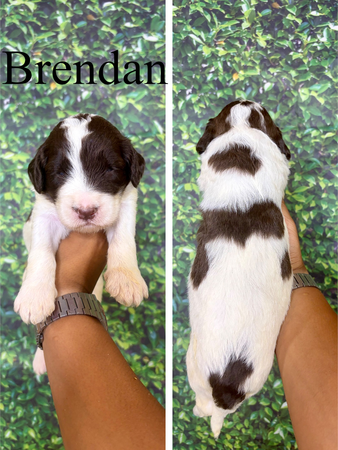 Brendan (No collar) 1